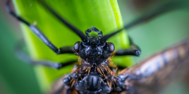 Mantendo sua casa livre de insetos: dicas essenciais!