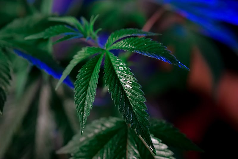 Cannabis Medicinal no Tratamento da Ansiedade e Insônia